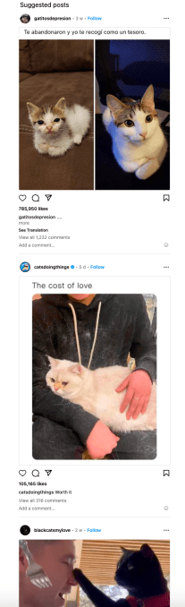 Instagram feed with cat posts