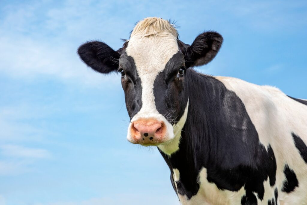 In the fight against methane, a key GHG, Valley investors have hit upon an unusual target: Cow burps | TechCrunch